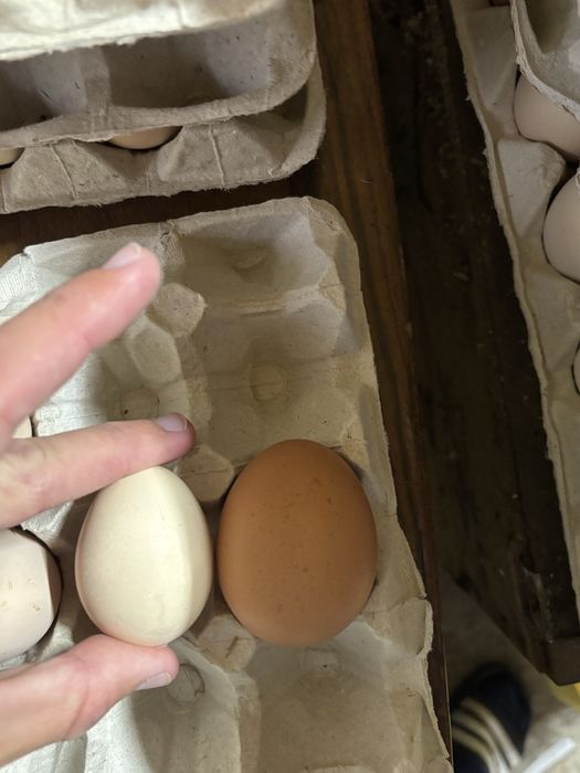 Яйце домашнє, яйця оптом , роздріб Кривий Ріг