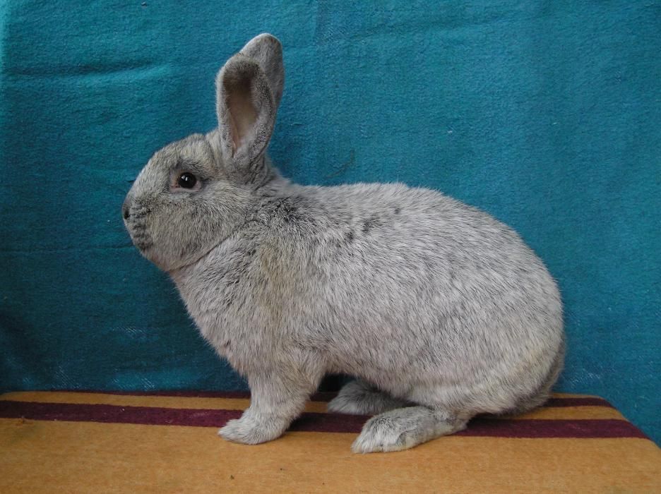Продам кроликов європейське срібло ,европейские серебро Сумской клуб к
