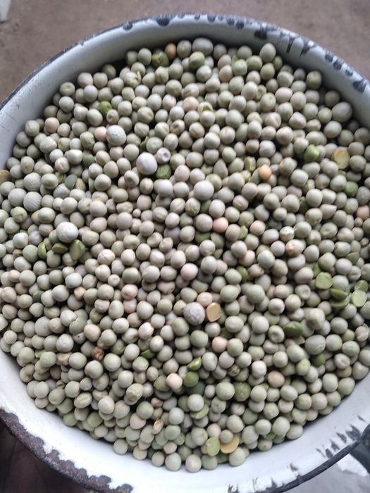 Горох цілий для голубів