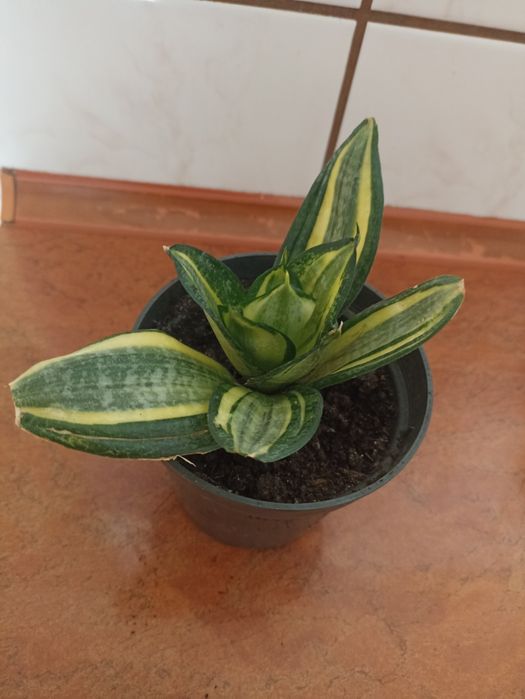 Żyworódka,sansewieria gwinejska.agawa na sprzedaż