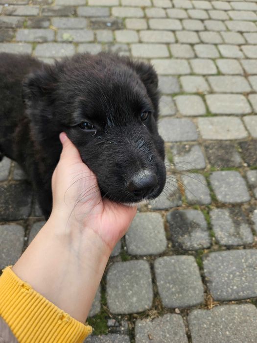 Oddam pieska po czarnym owczarku niemieckim