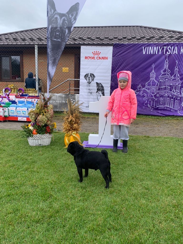 Хлопчик мопс шукає подружку). Чемпіон України,  родовід, документи