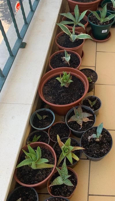 Plantas diversas   Suculentas pequenas a 2€