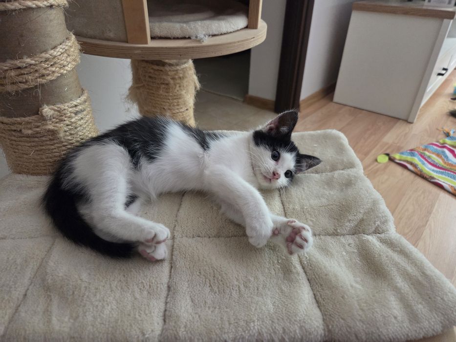 Kot kociczka kotka kociak