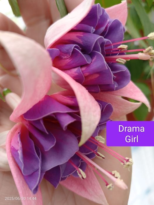 Фуксія вкорінені живці