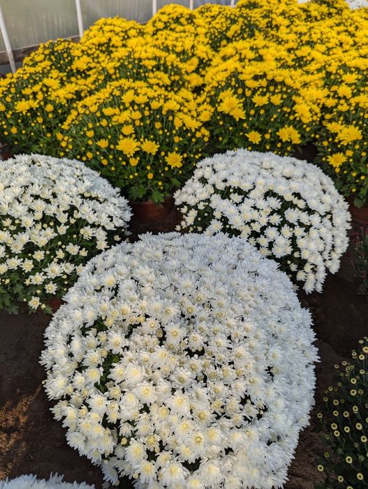 Chryzantemy drobnokwiatowe