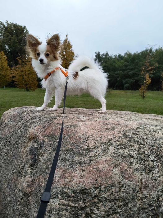 Papillon piesek import