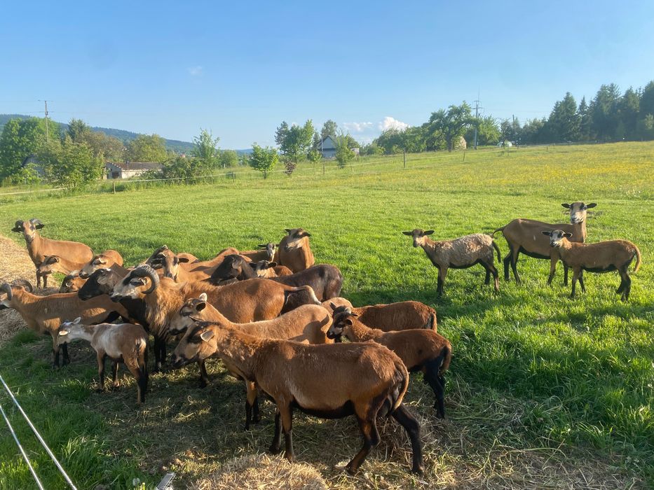 Owce, baranki kameruńskie.