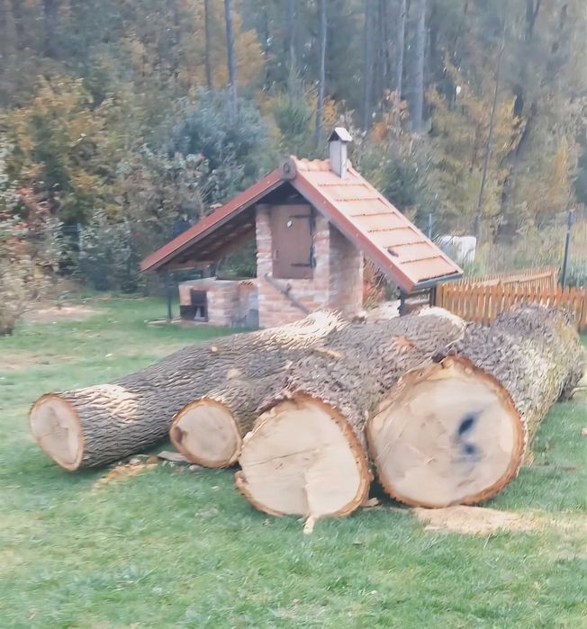 Dąb kłoda 4 sztuki w kawałku