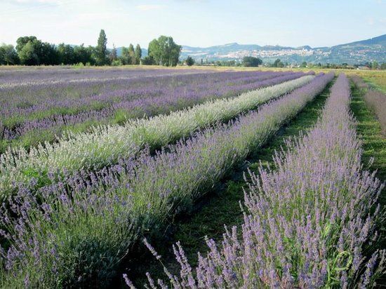 Лаванда. Троянди. Саджанці квітів