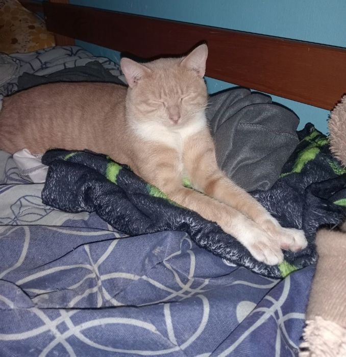 Dou gato para adoção urgente