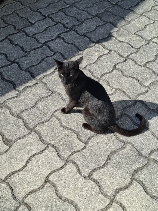 Gatinho para adoção