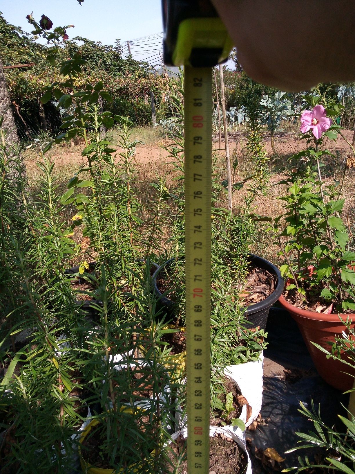 Plantas para o seu jardim