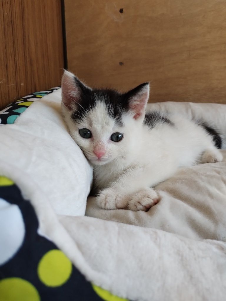 Mały Kotek Kot do adopcji