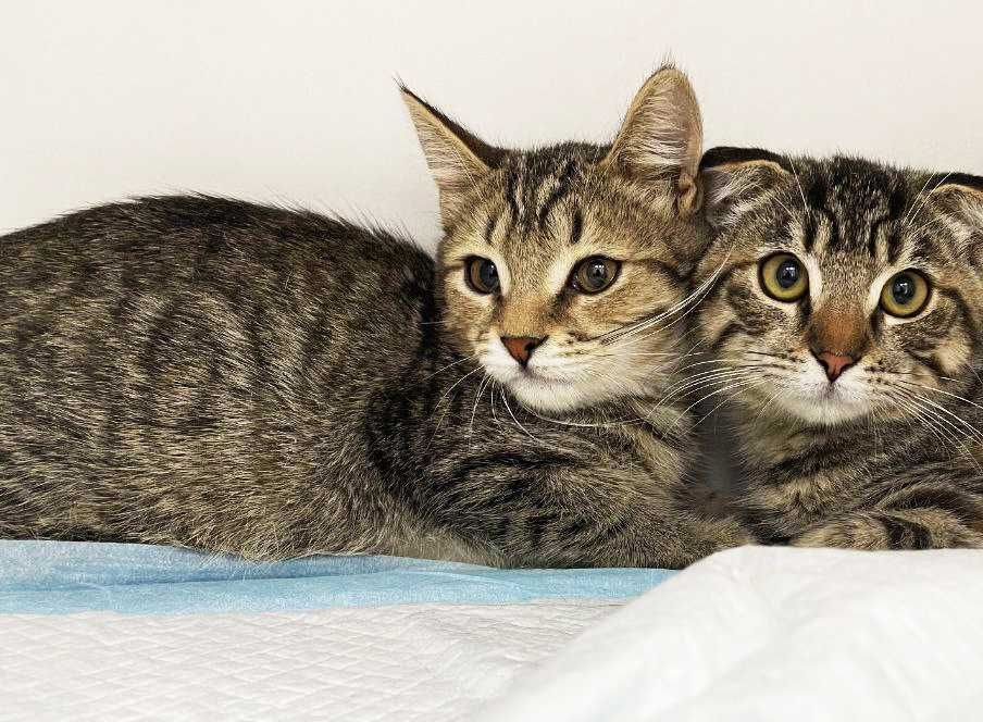 Крошечное сердечко ищет дом! Котенок Кен 4  мес