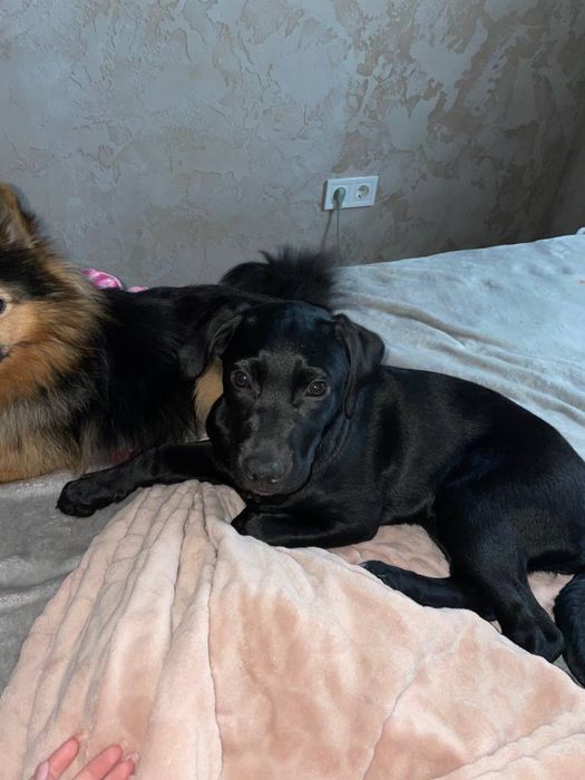 Віддам безкоштовно! Лабрадор дівчинка