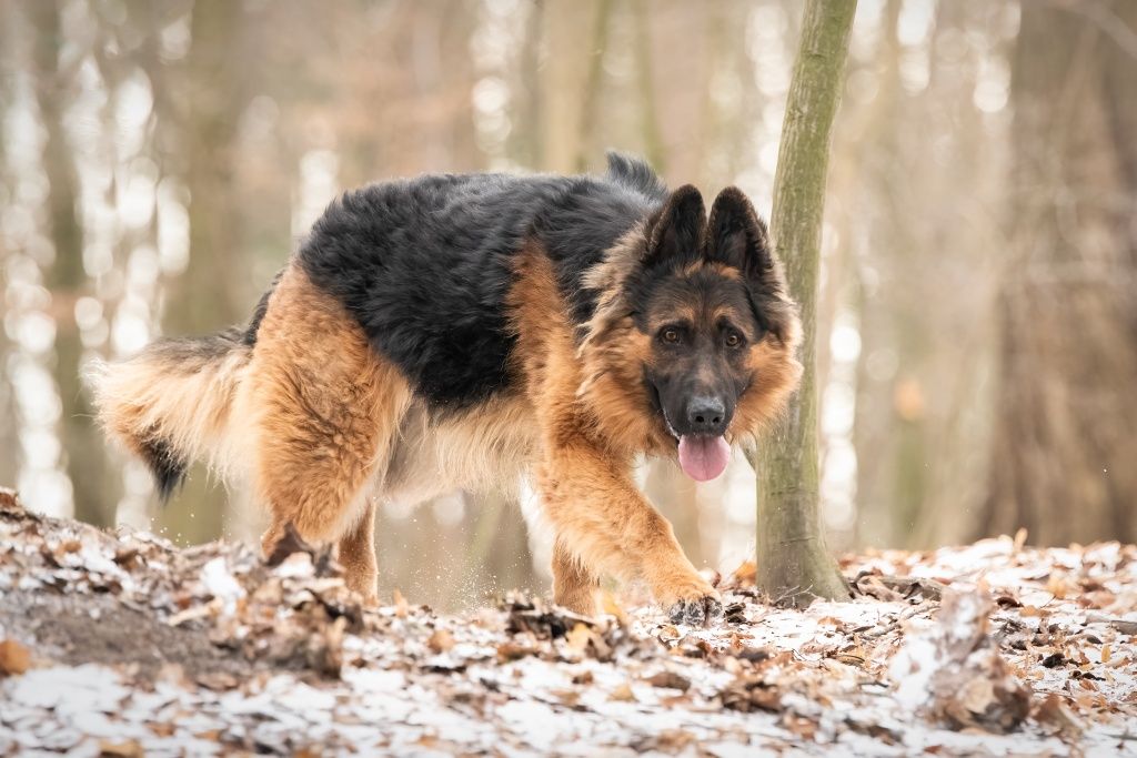 Młody Max ONek do adopcji!