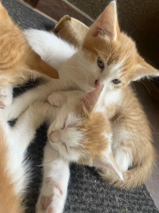 Małe kotki szukają domu