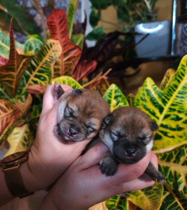 Шиба/Сіба іну, КСУ-FCI! Київ, або відправлю. Є "Оплата частинами"