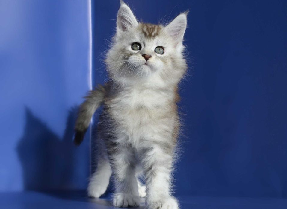 Мейн кун.Мальчик .