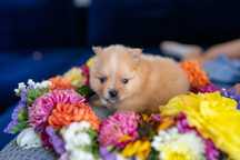 Suczka pomeranian szpic miniaturowy