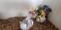 Loris,caturras,kakarikis,rosicolis, codorniz,mandarins