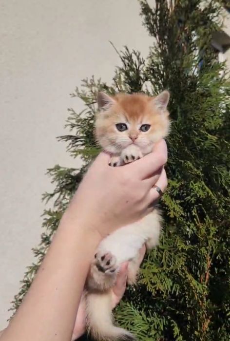 Неймовірної краси дівчинка 1,5 місяців