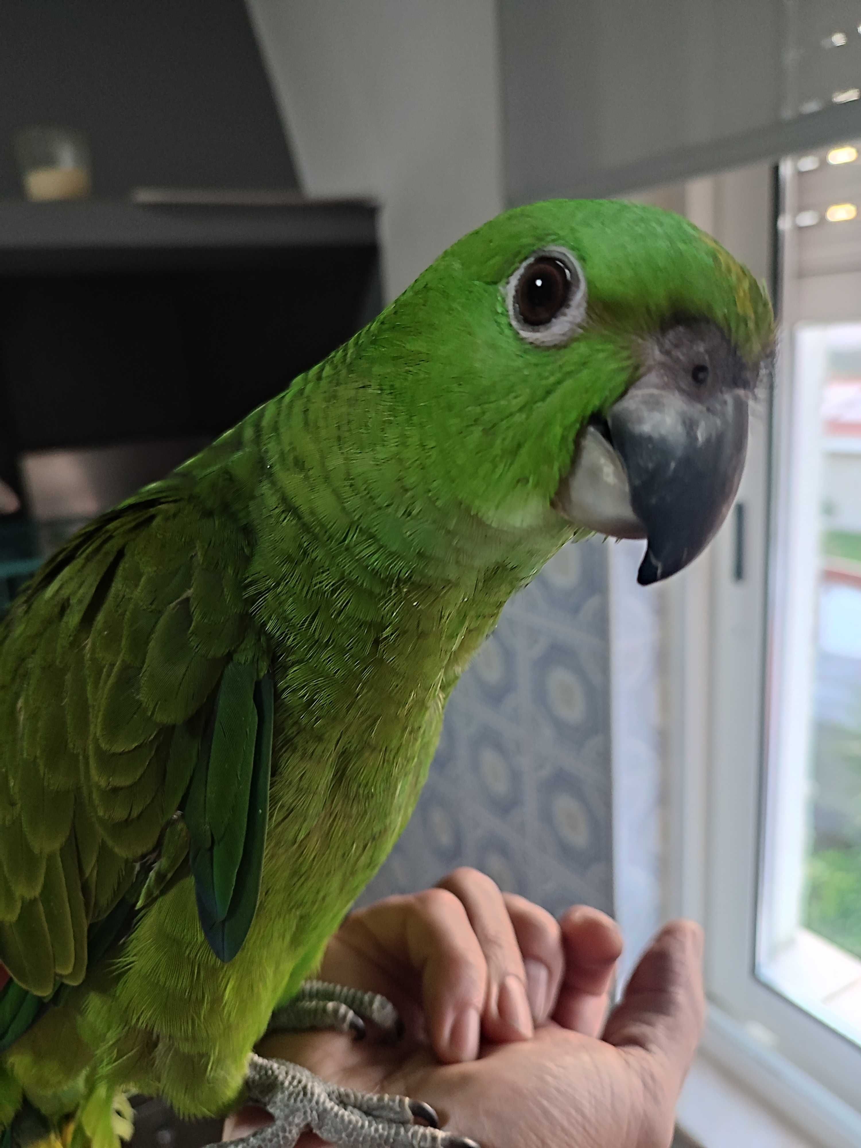 Papagaio auropaliata