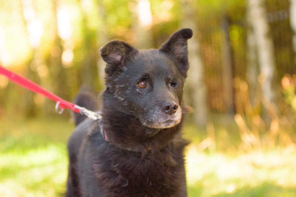 SPARTUS - patrzy tylko jednym oczkiem ale pokocha całym sercem