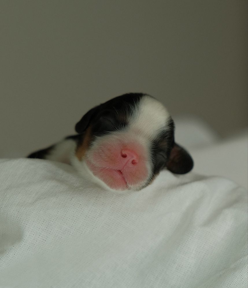 Wolna sunia Cavalier king charles spaniel FCI ZKwP