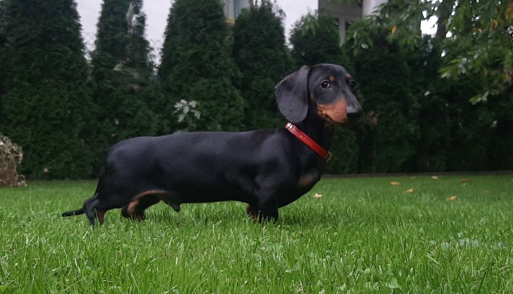 Jamnik Miniaturowy krótkowłosy piesek ZKwP FCI