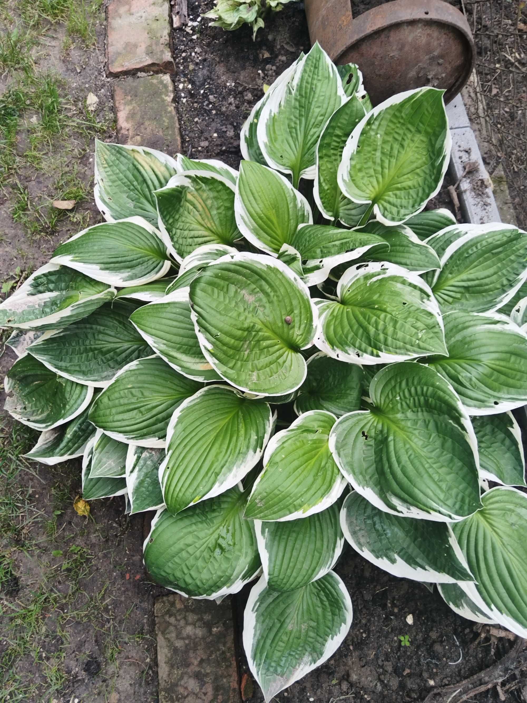 Hosta funkia duża karpa