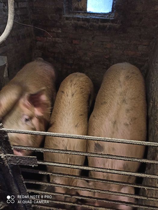 Продам свиню живою або тушкою