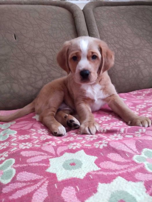 БЕЗКОШТОВНО Веселий, грайливий хлопчик шукає люблячу родину.