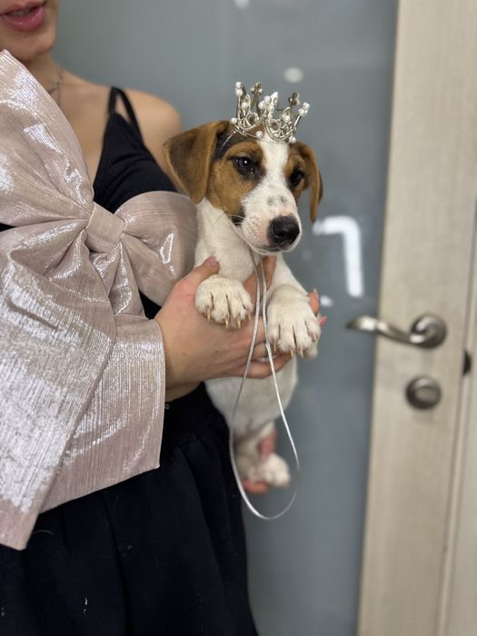 Джек рассел терьер- справжня красуня