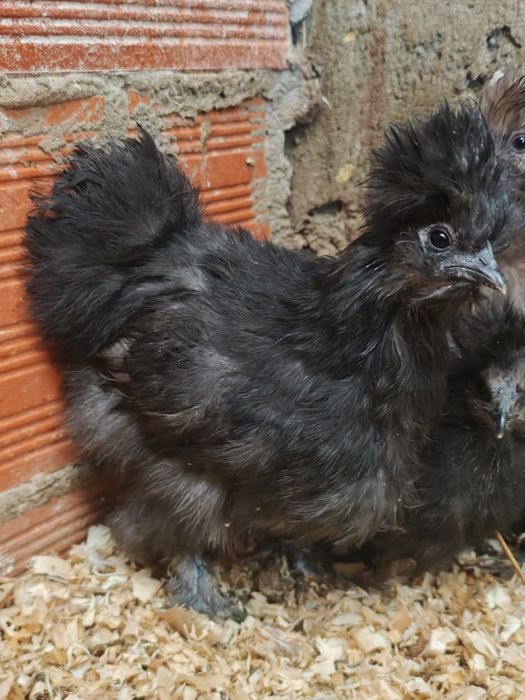 Pintinho Sedosa do Japão