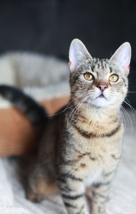 do adopcji: Serduszko i Róża.