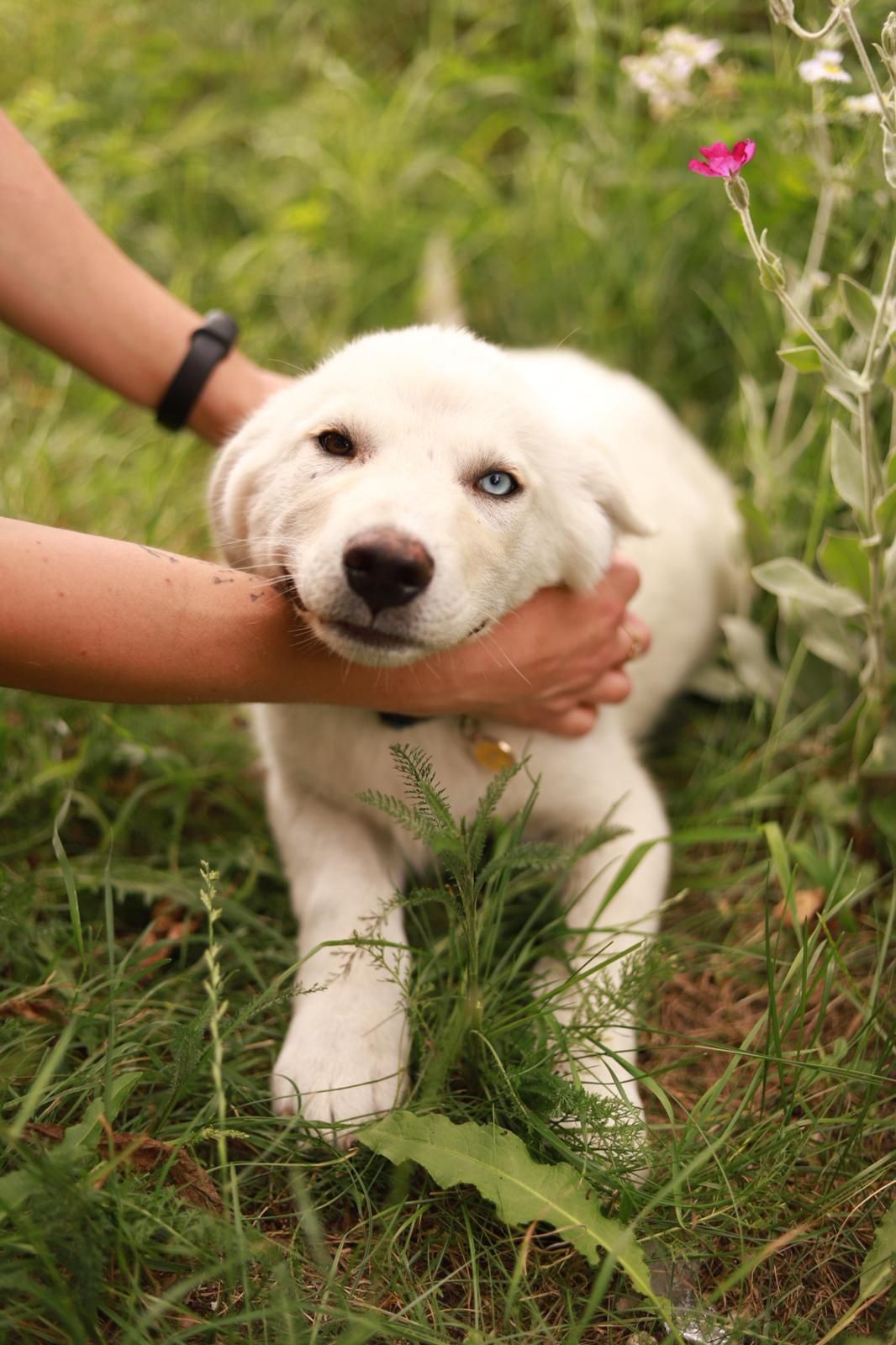Urocza, biała suczka w typie rasy poleca się do adopcji