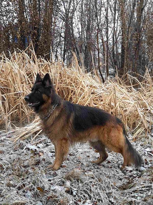 Кобель немецкой овчарки