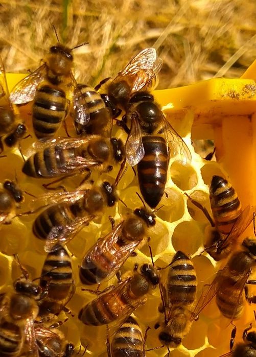 Buckfast / Matki pszczele naturalnie unasiennione / Odkłady / Rodziny