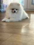 Suczka rasy pomeranian / szpic miniaturowy. Typ Misia. ZKwP / FCI