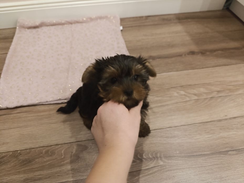 Fifi gotowa do zmiany domku