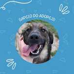 Do pilnej adopcji