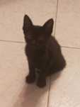 Da se gatinha com dois meses