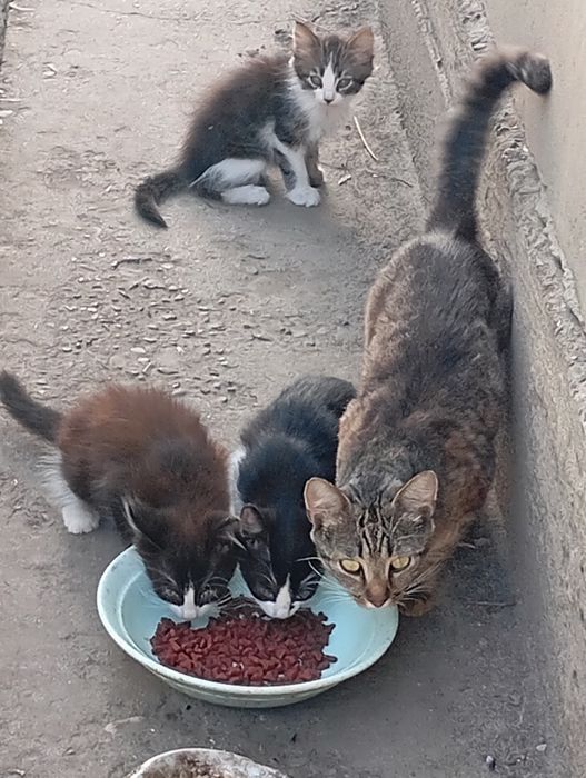 Покинуті кошенятка в добрі руки