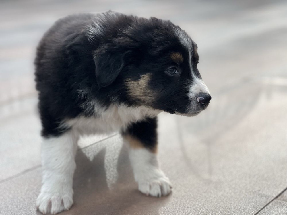 Piesek Border Collie