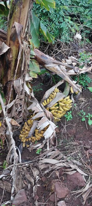 Bananeiras da Madeira Musa