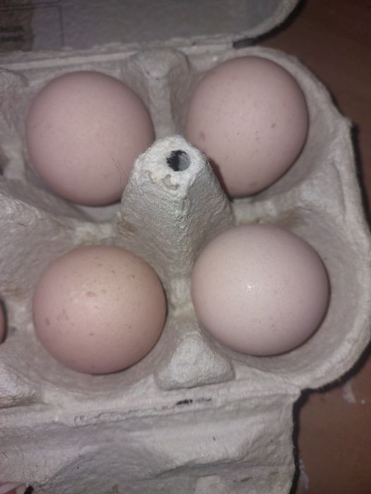 Sprzedam jaja lęgowe perliczki