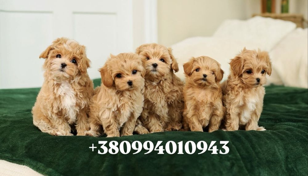 Шик і ексклюзив-цуценята VIP mini мальтіпу. Мальтіпу. Міні мальтіпу ф1