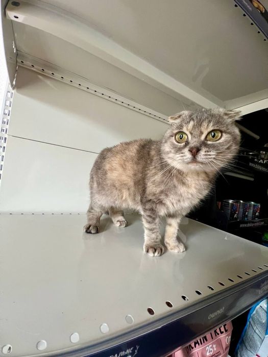 Котята в хорошие руки